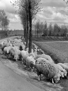361225 Afbeelding van een kudde schapen op een onbekende dijk.